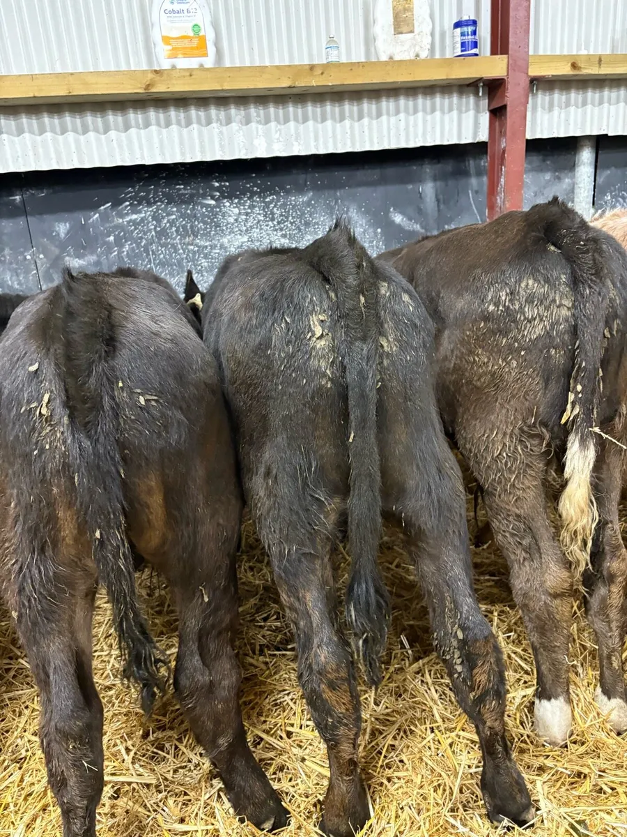 20 smashing 200kg bull Weanlings 🔥🔥 - Image 4
