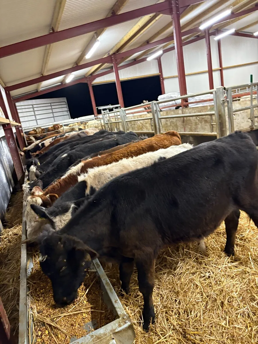20 smashing 200kg bull Weanlings 🔥🔥 - Image 1