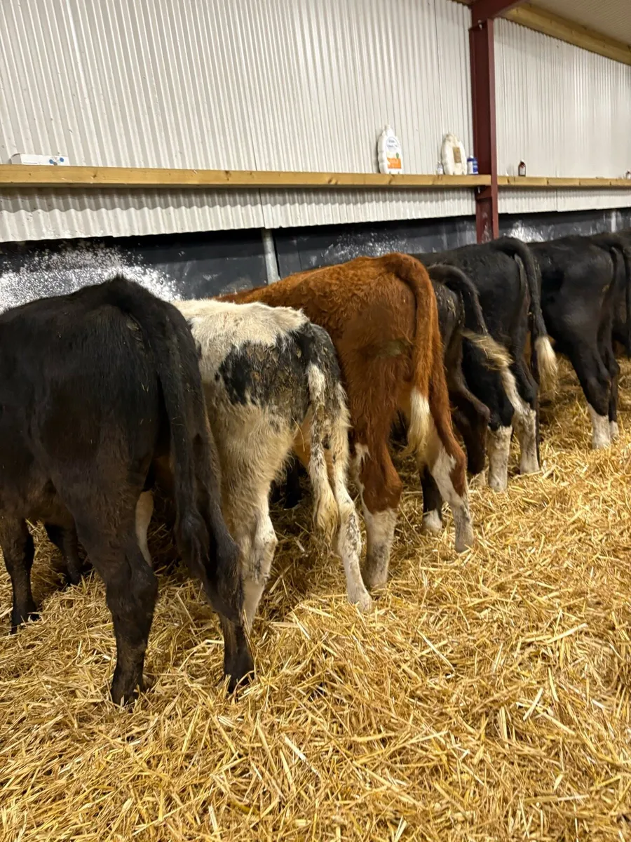 20 smashing 200kg bull Weanlings 🔥🔥 - Image 2