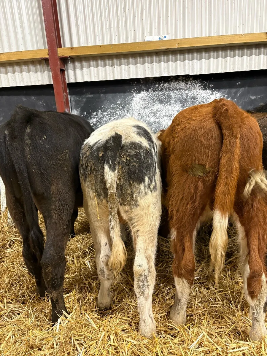 20 smashing 200kg bull Weanlings 🔥🔥 - Image 3