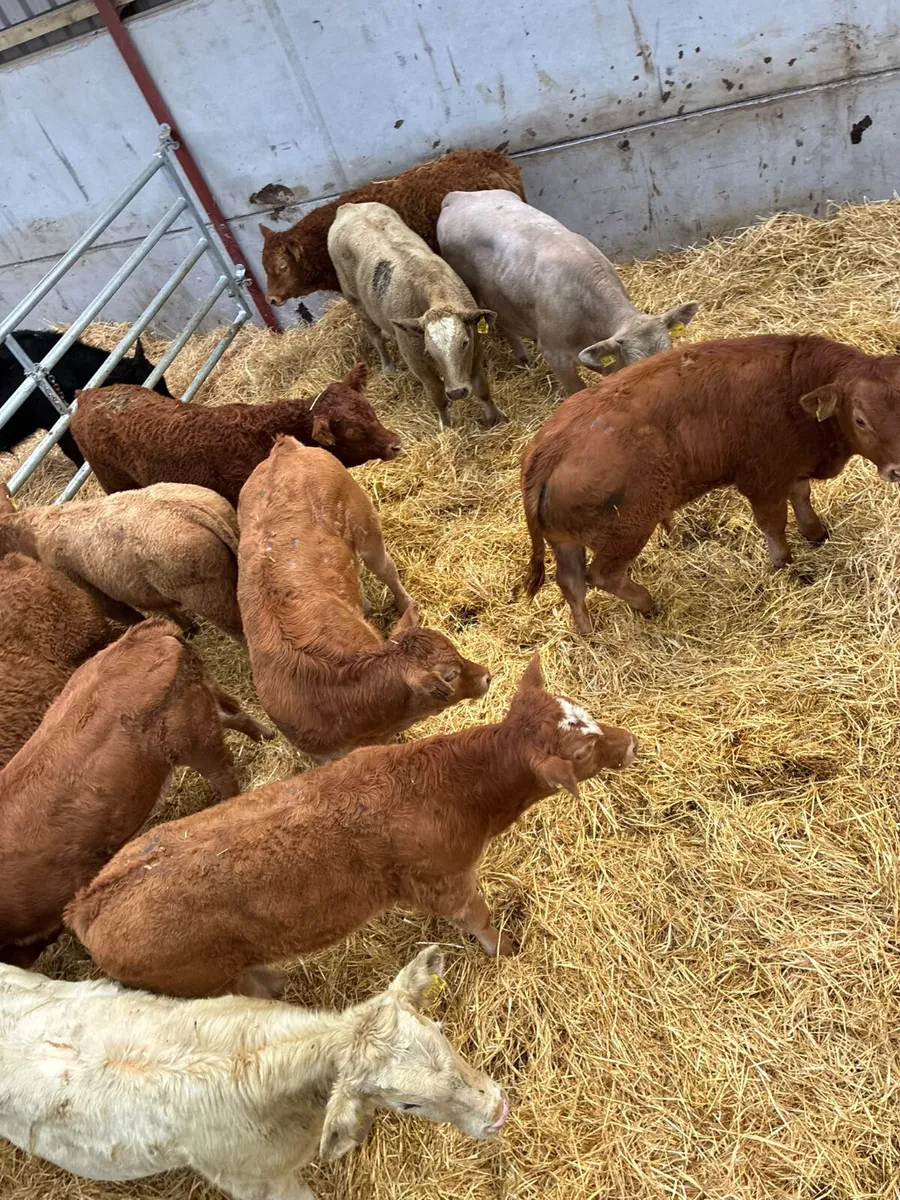 Lim and Charolais bulls - Image 4