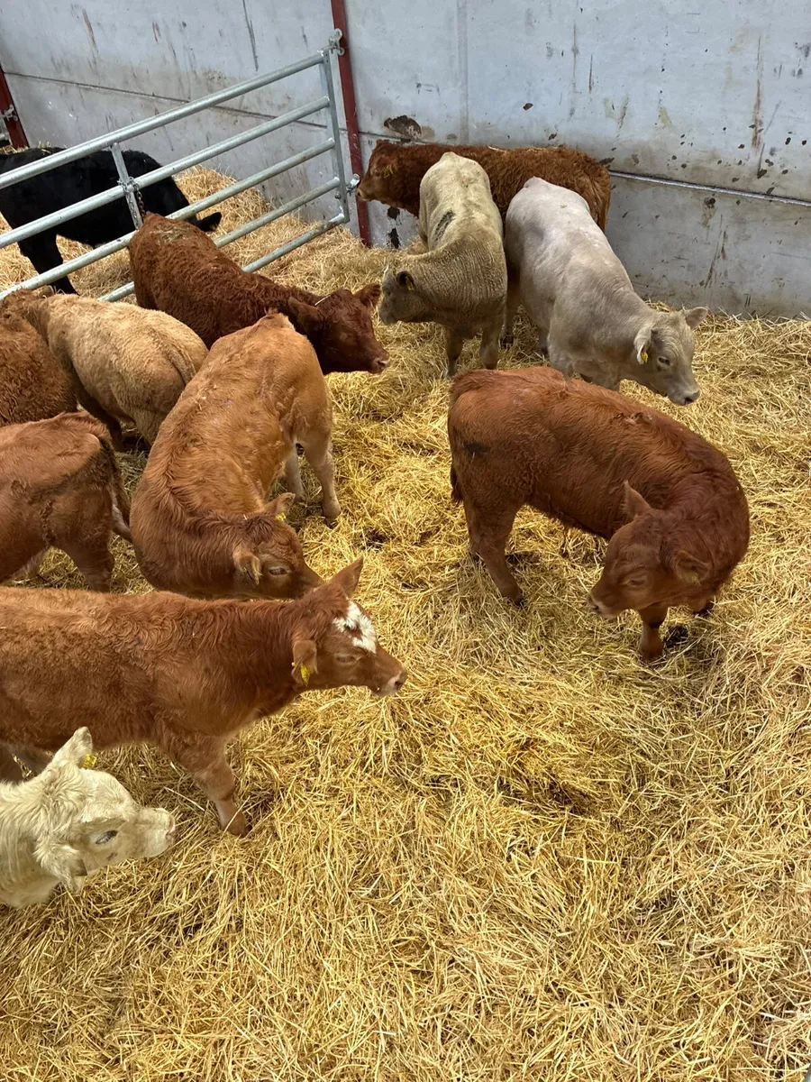 Lim and Charolais bulls - Image 3