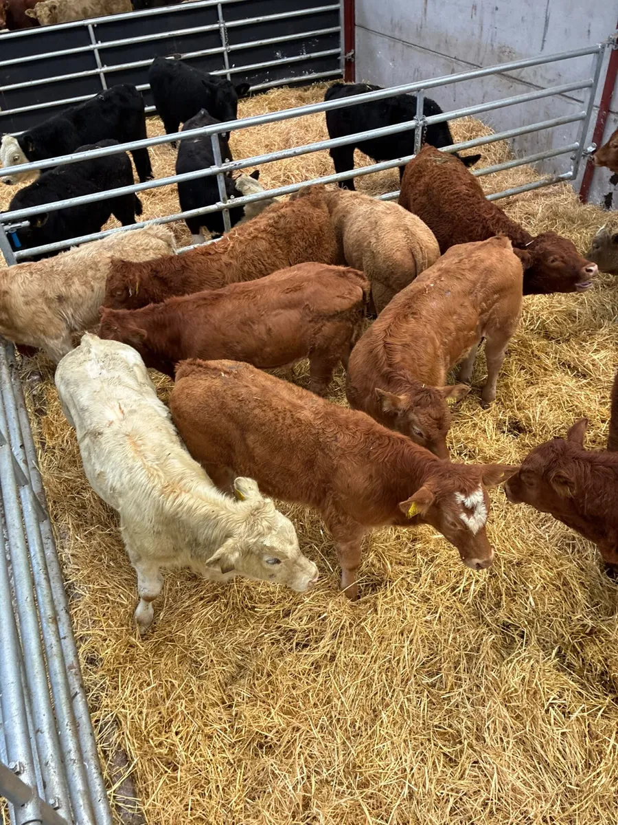 Lim and Charolais bulls - Image 2