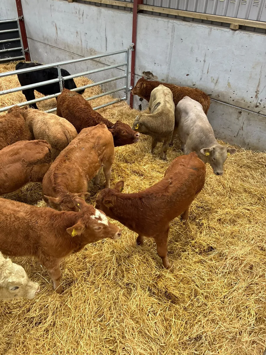 Lim and Charolais bulls - Image 1