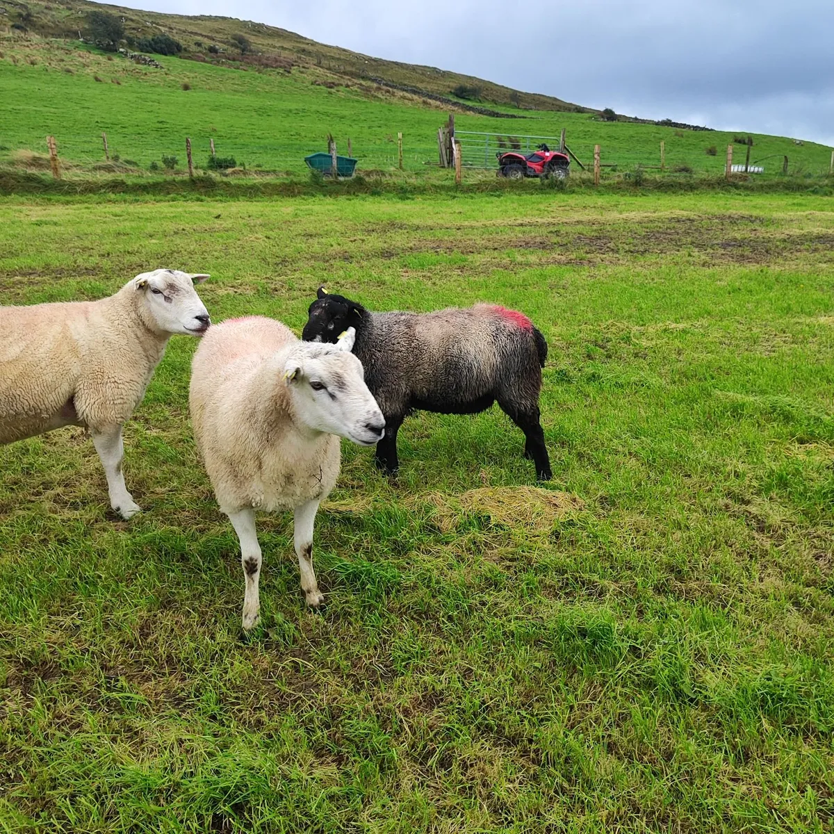 Texel Hogg Rams - Image 1