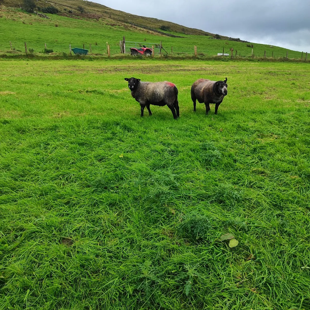 Texel Hogg Rams - Image 2