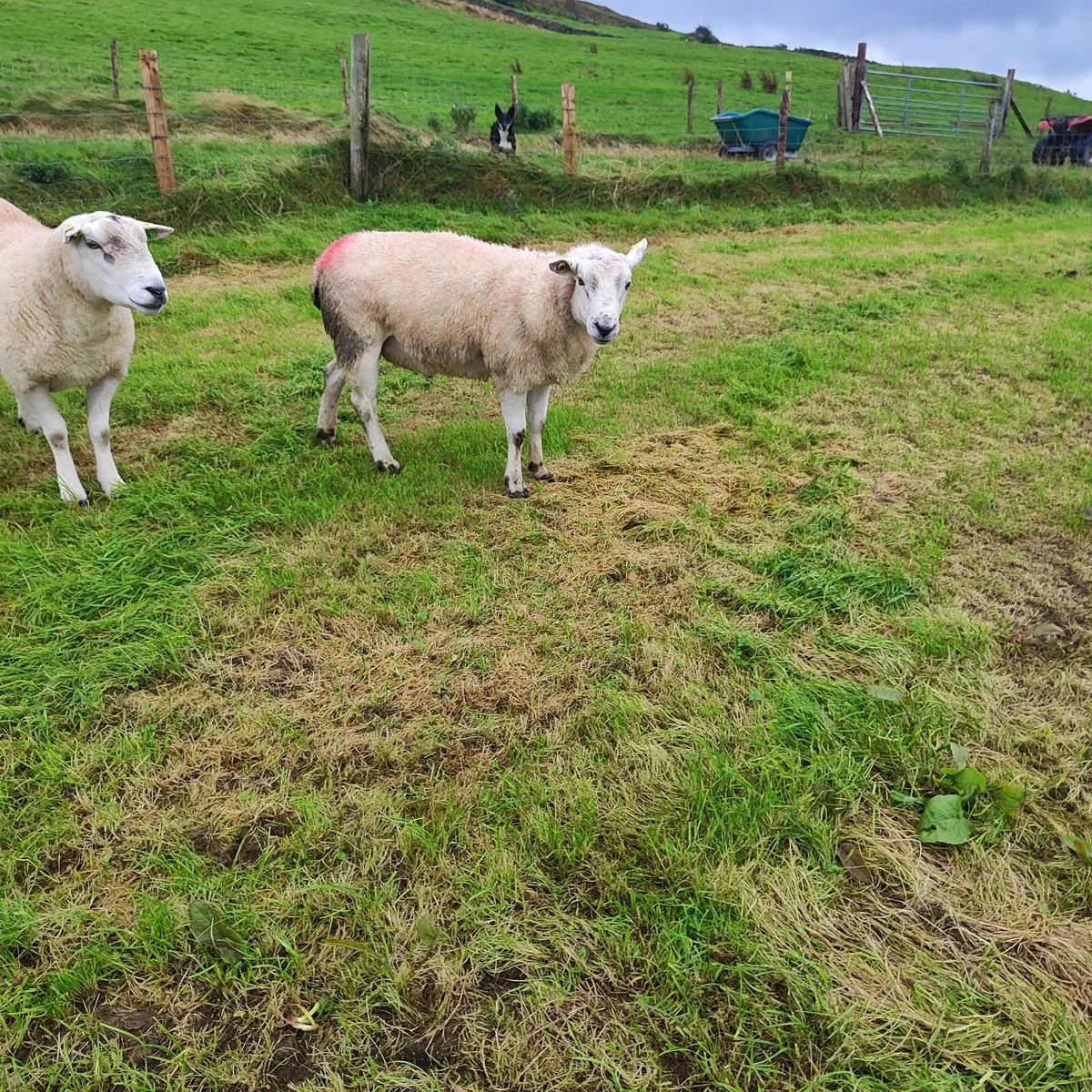 Texel Hogg Rams - Image 3