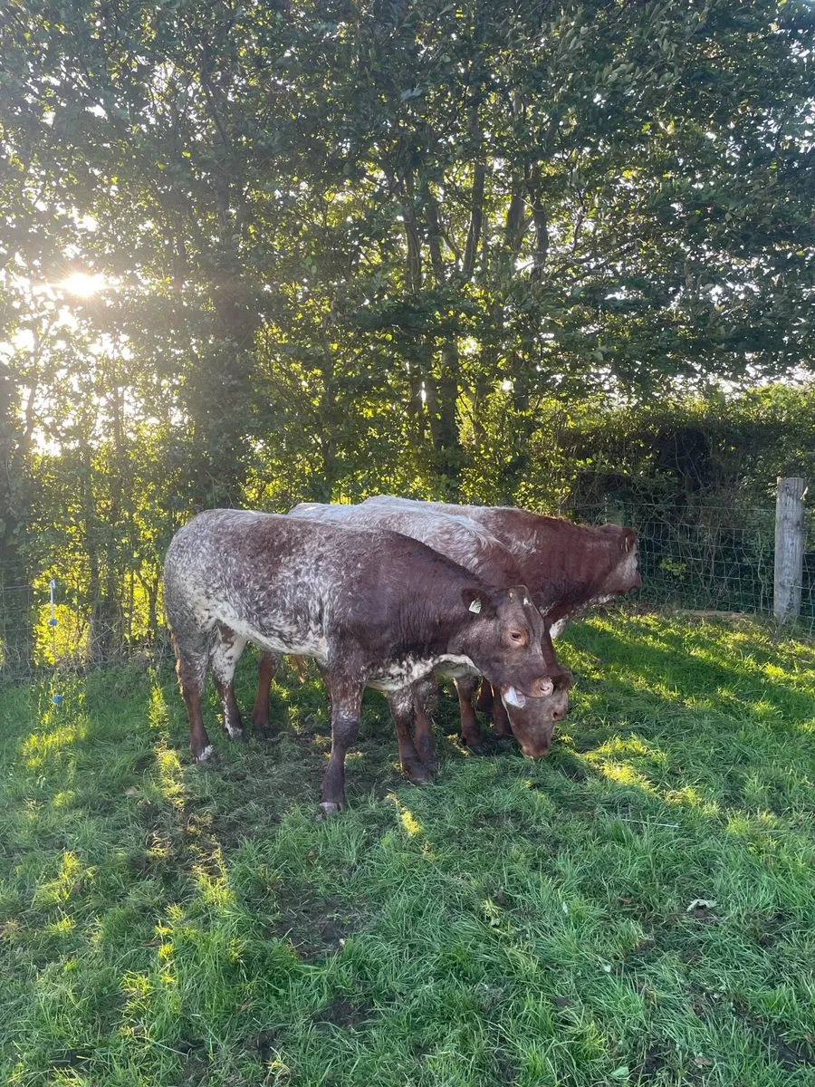 Super bulling heifers - Image 3