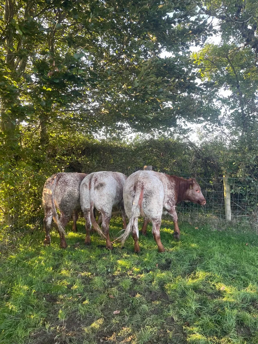 Super bulling heifers - Image 4