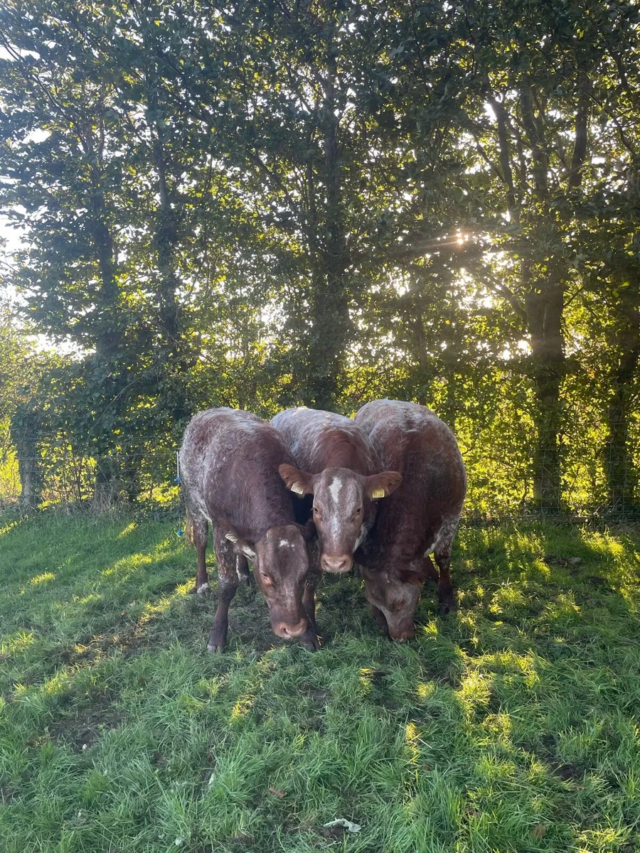 Super bulling heifers - Image 2