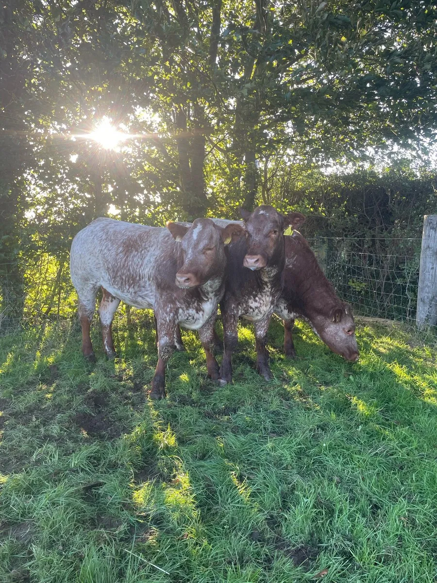 Super bulling heifers - Image 1