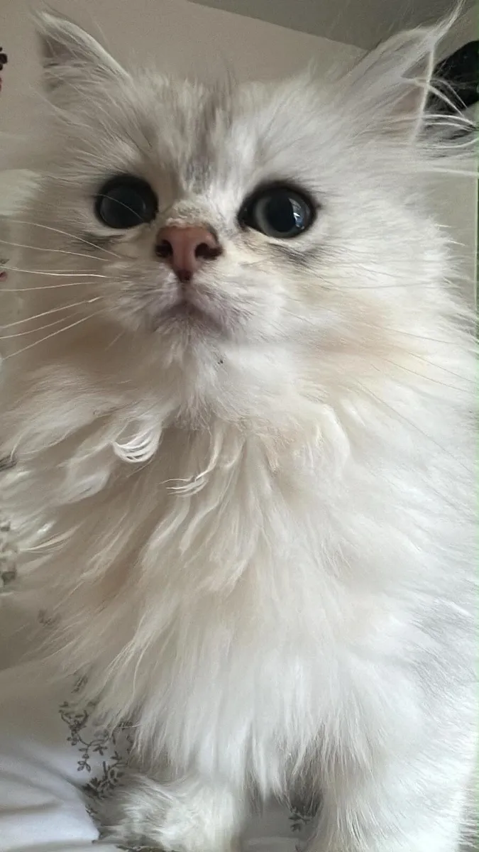 British Longhair Kittens – Male, 3 Months - Image 1