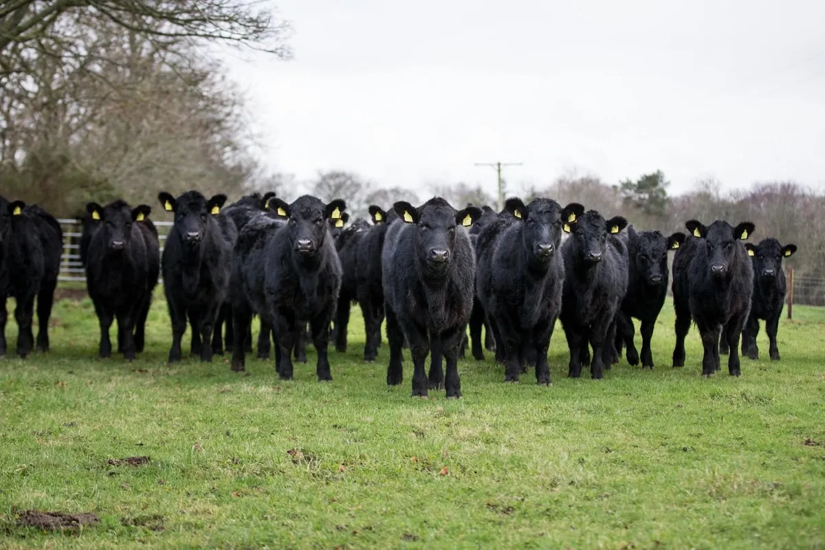 livestock
