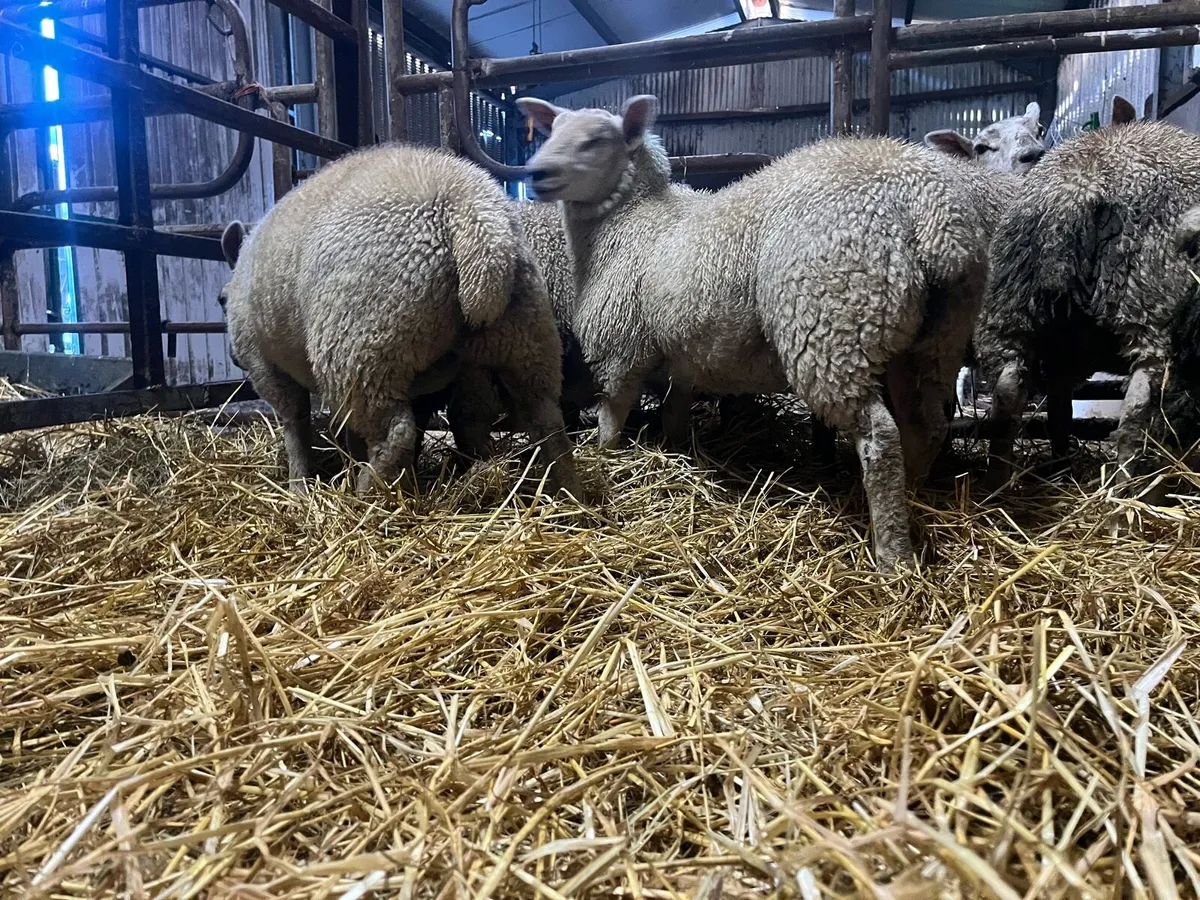 14 super charlaois and Texel ewe lambs for sale - Image 1