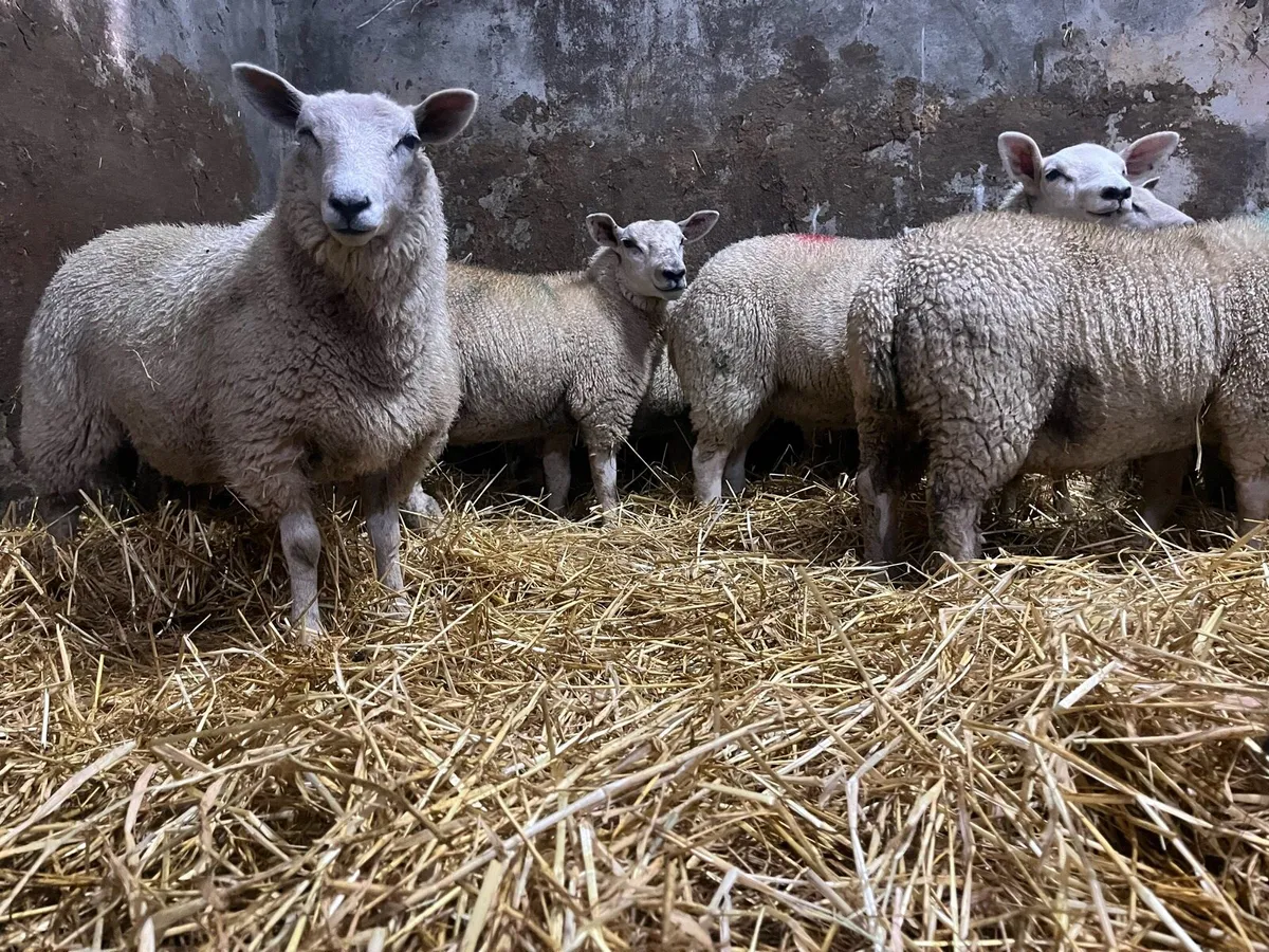 14 super charlaois and Texel ewe lambs for sale - Image 2