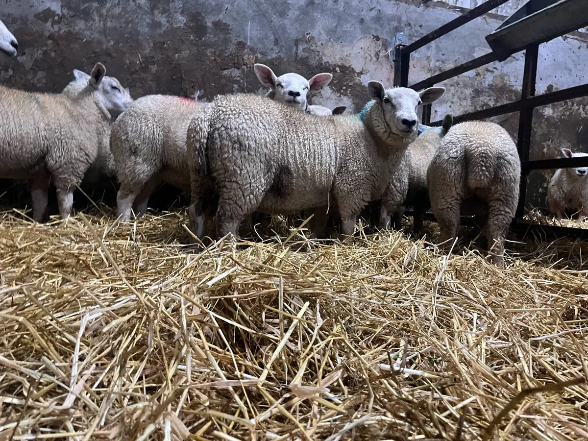 14 super charlaois and Texel ewe lambs for sale - Image 3