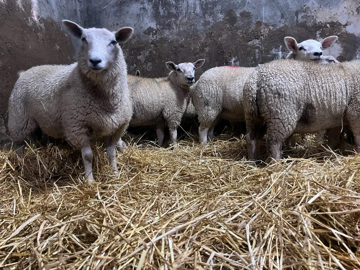 14 super charlaois and Texel ewe lambs for sale - Image 4