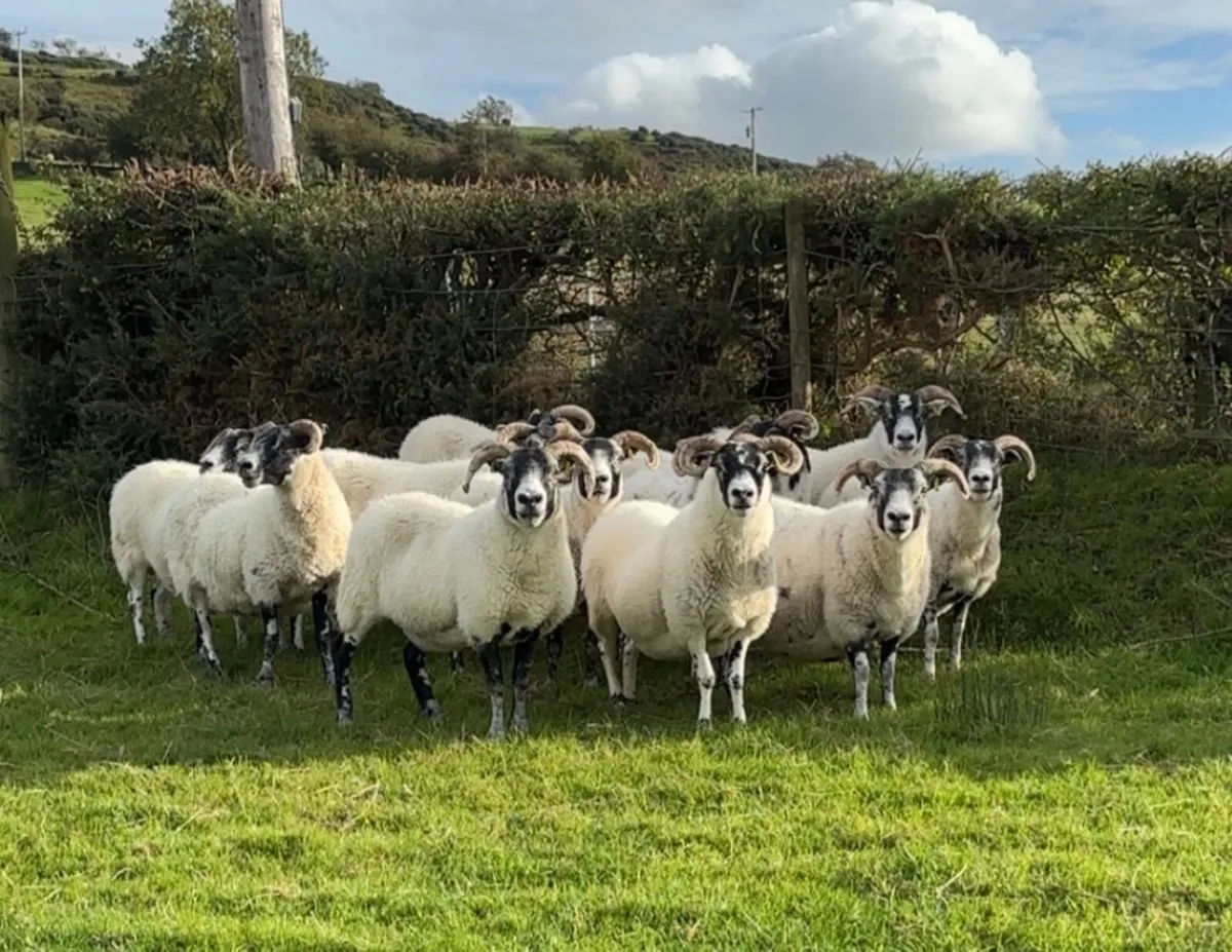 Sheep - Image 1