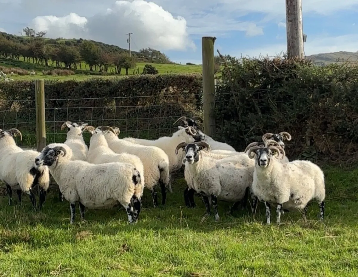 Sheep - Image 2