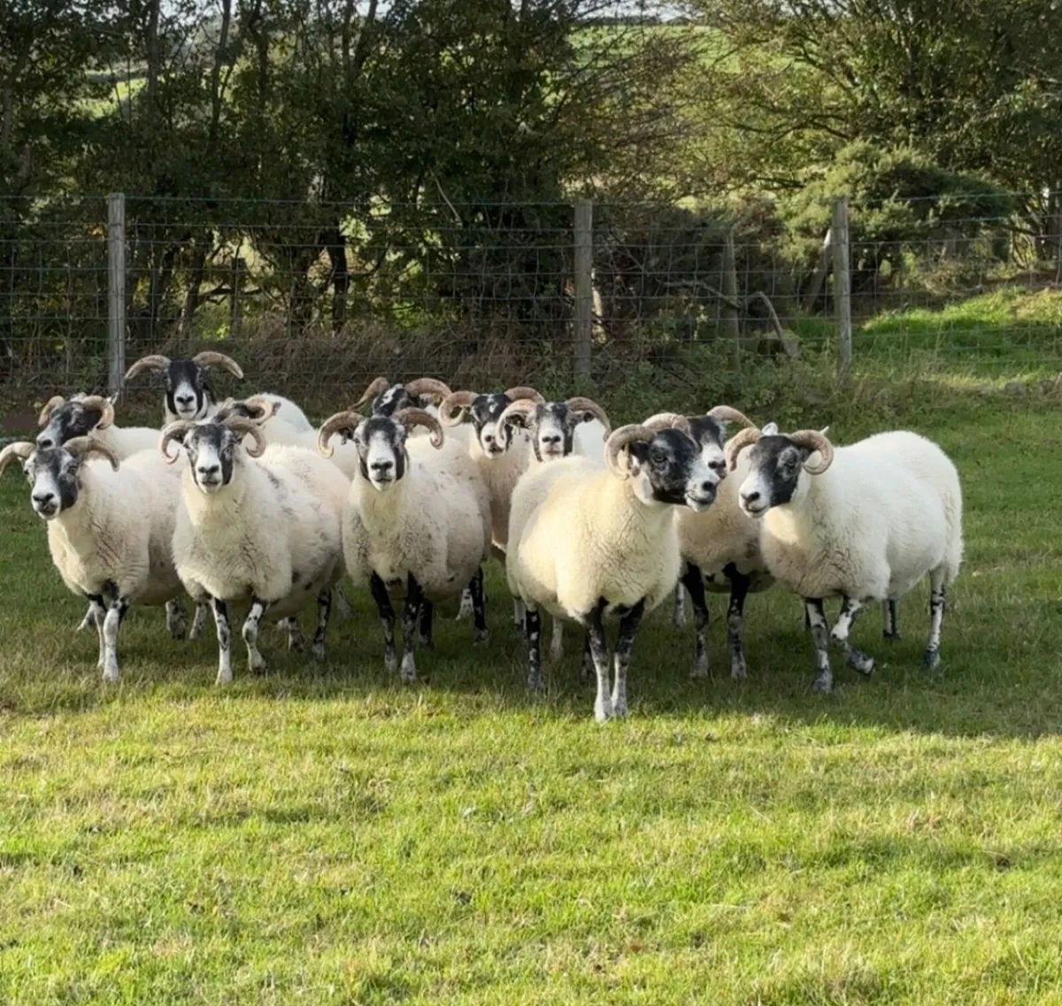 Sheep - Image 3