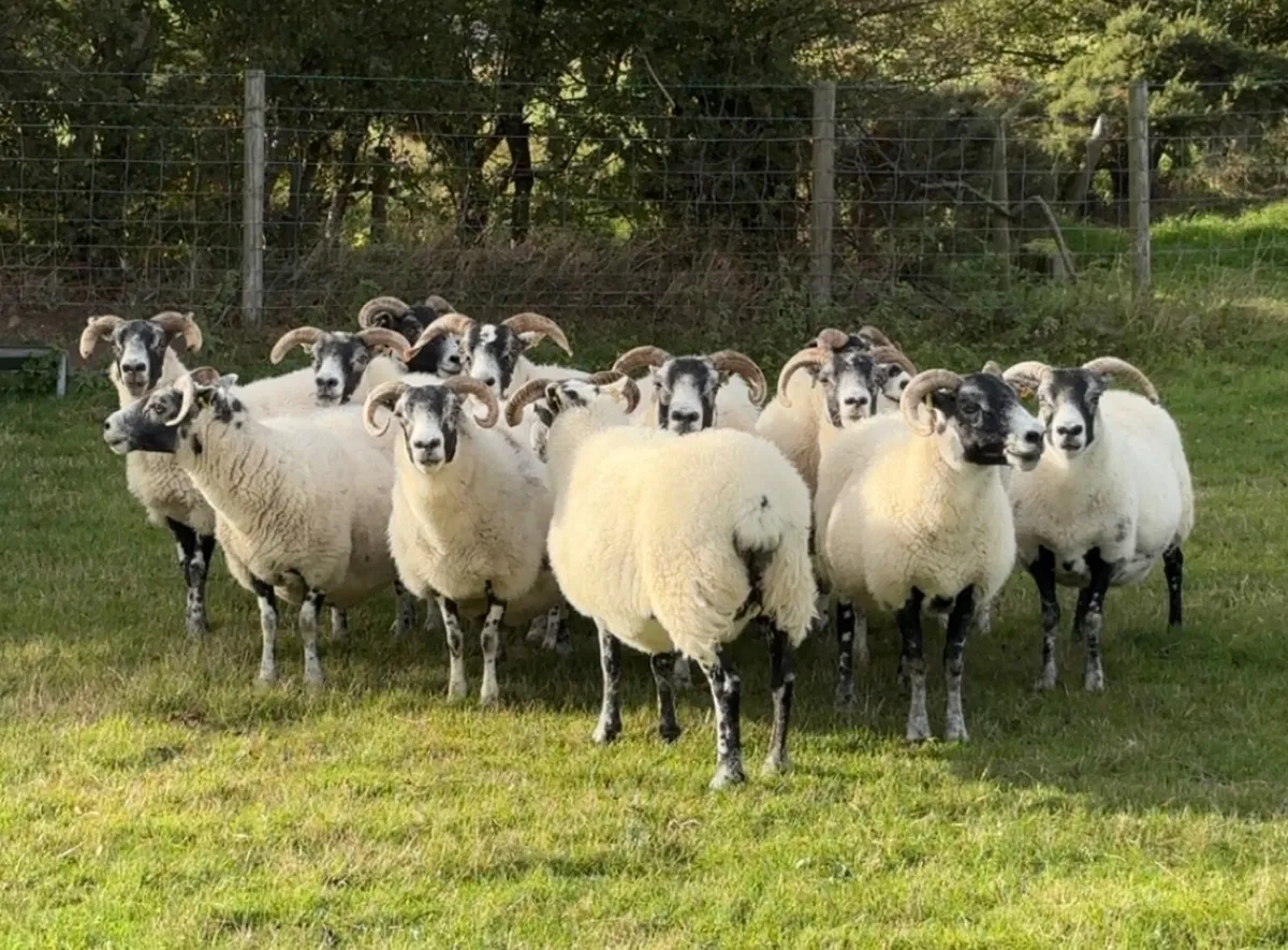 Sheep - Image 4