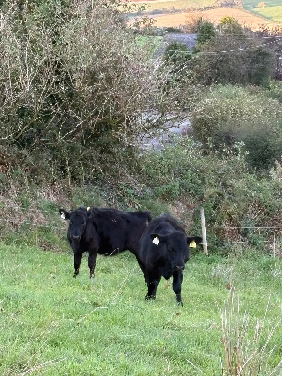 Two Angus weanling heifers - Image 1