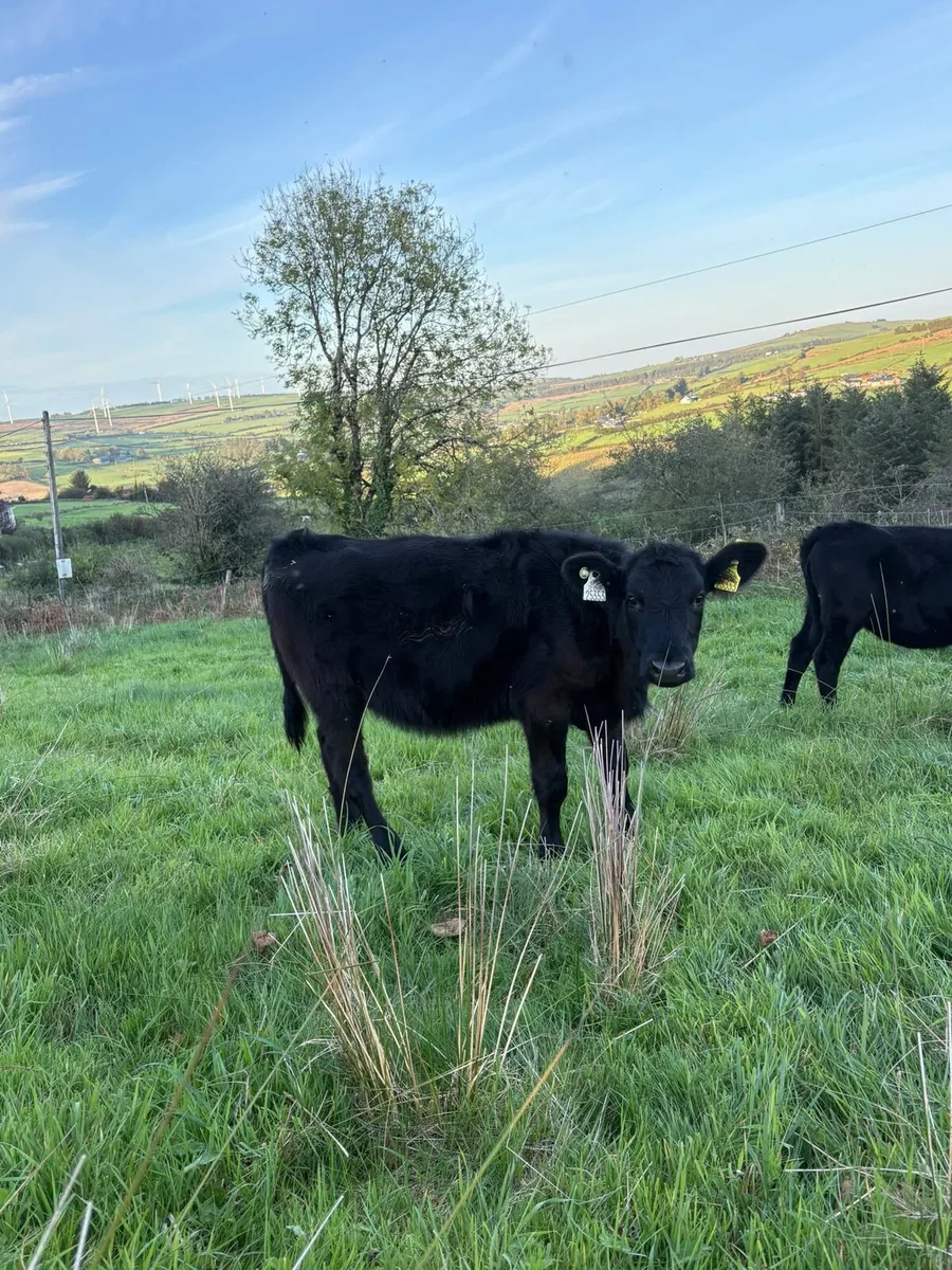 Two Angus weanling heifers - Image 3