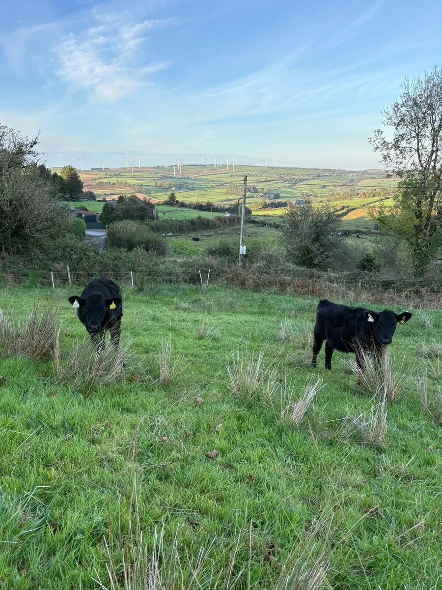 Two Angus weanling heifers - Image 2
