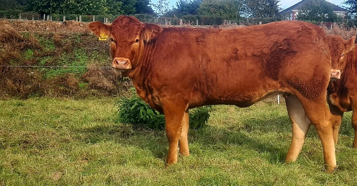 Pedigree Limousine Heifer - Image 2