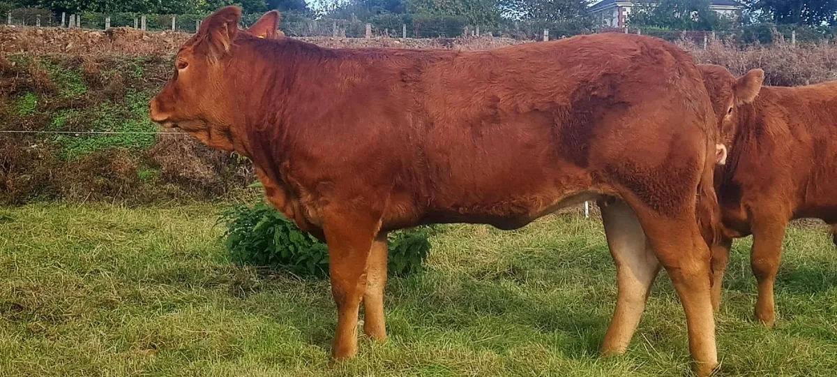 Pedigree Limousine Heifer - Image 3