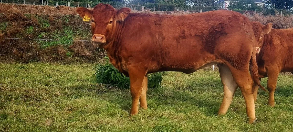 Pedigree Limousine Heifer - Image 1