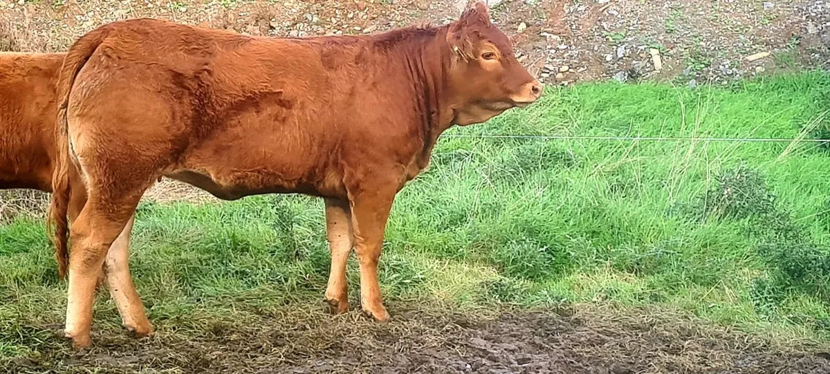 Pedigree Limousine Heifer - Image 4