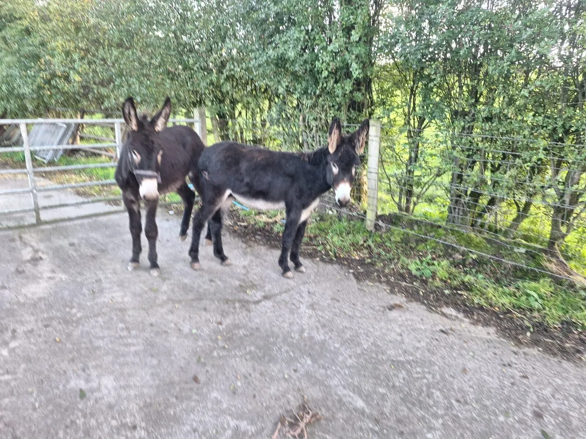 Donkey Foals - Image 2