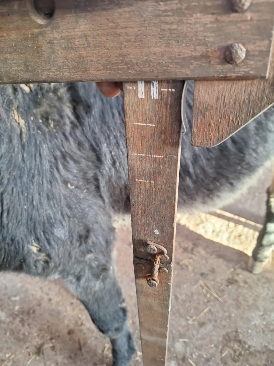 Donkey Foals - Image 3