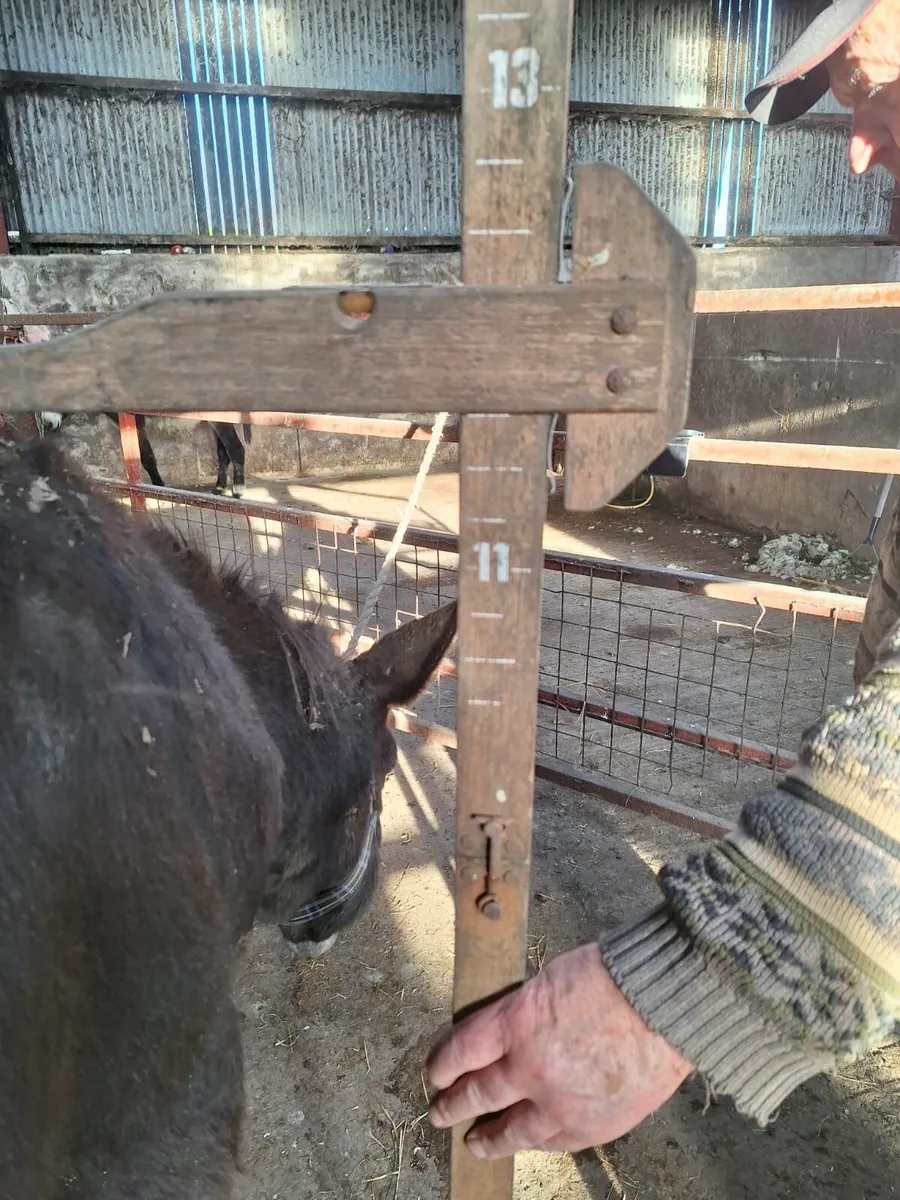 Donkey Foals - Image 4