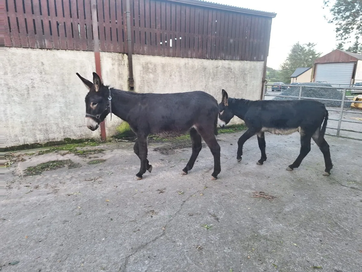 Donkey Foals - Image 1