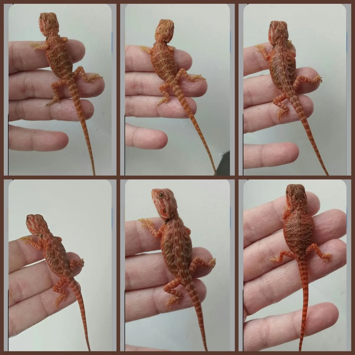 Bearded dragons red monster coral - Image 2