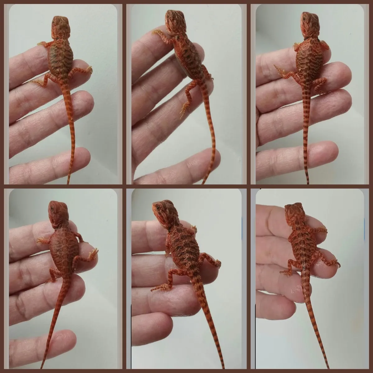 Bearded dragons red monster coral - Image 3