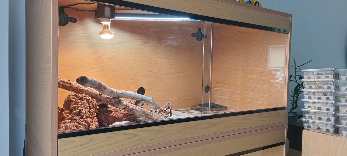 Bearded dragons red monster coral - Image 1