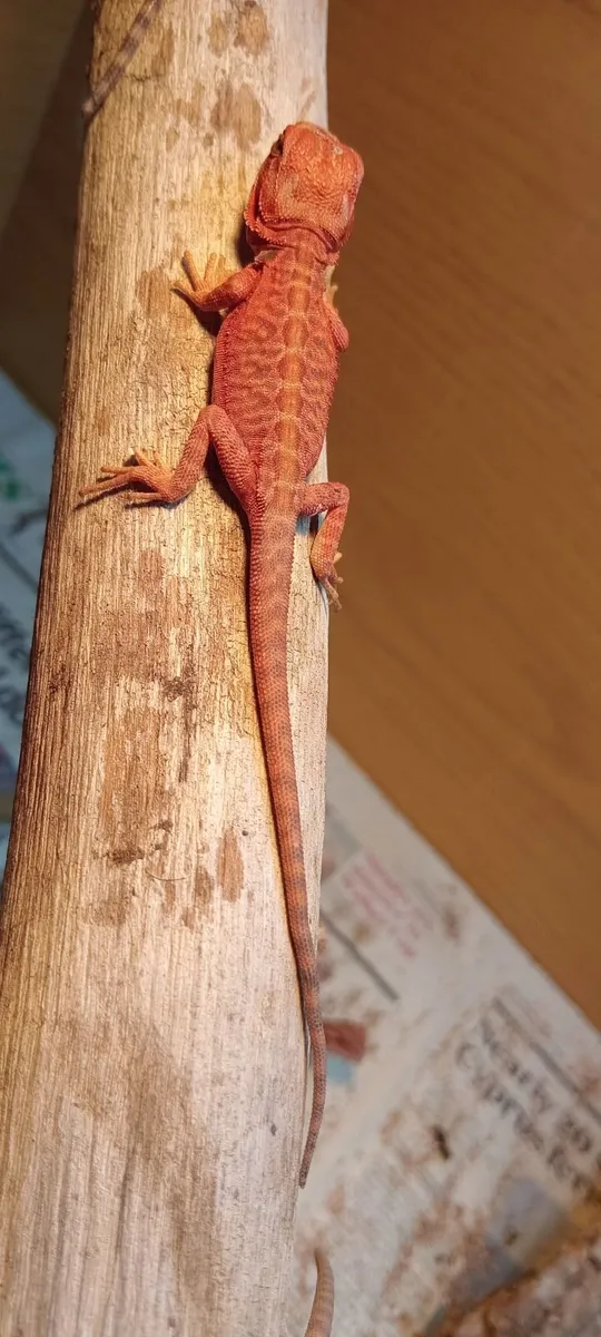 Bearded dragons red monster coral & red akie monit - Image 1