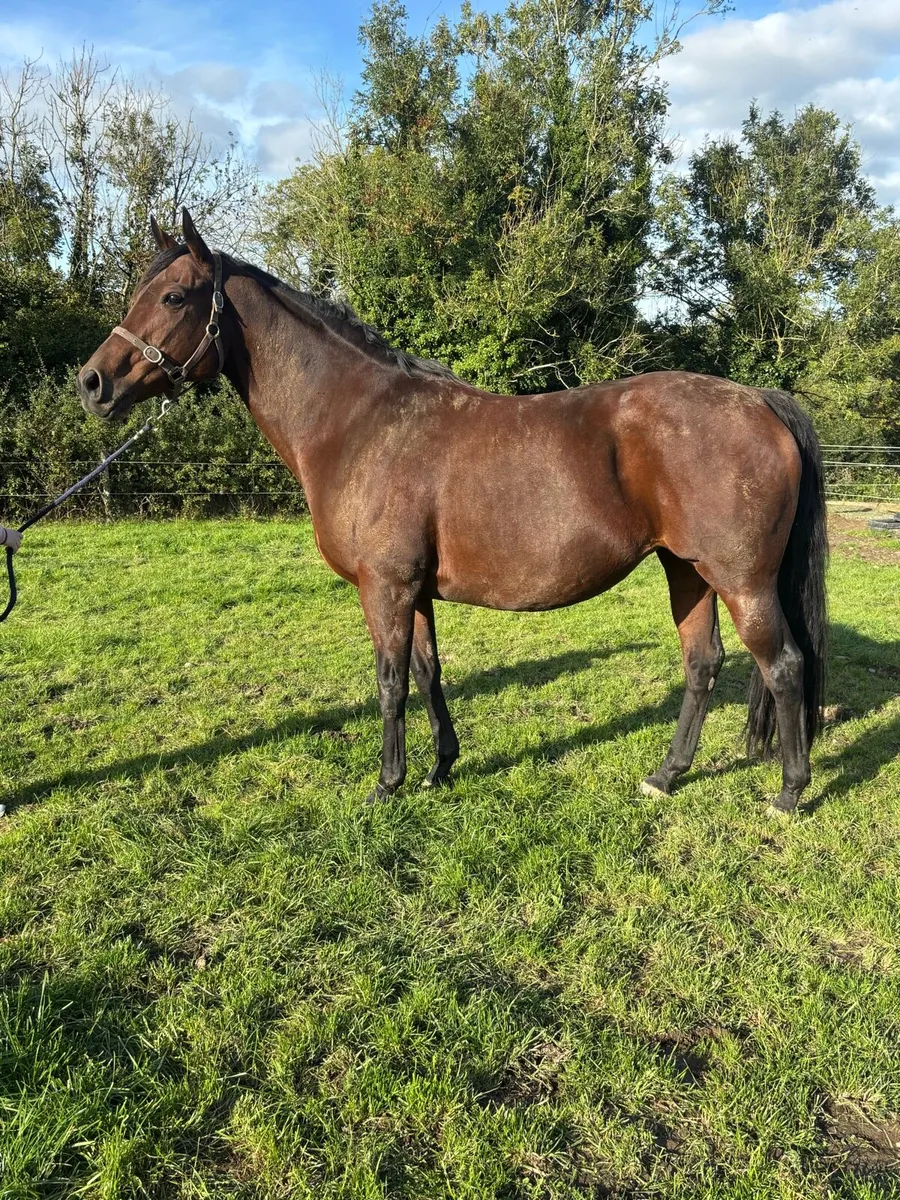 Kingman Thoroughbred Mare in Foal