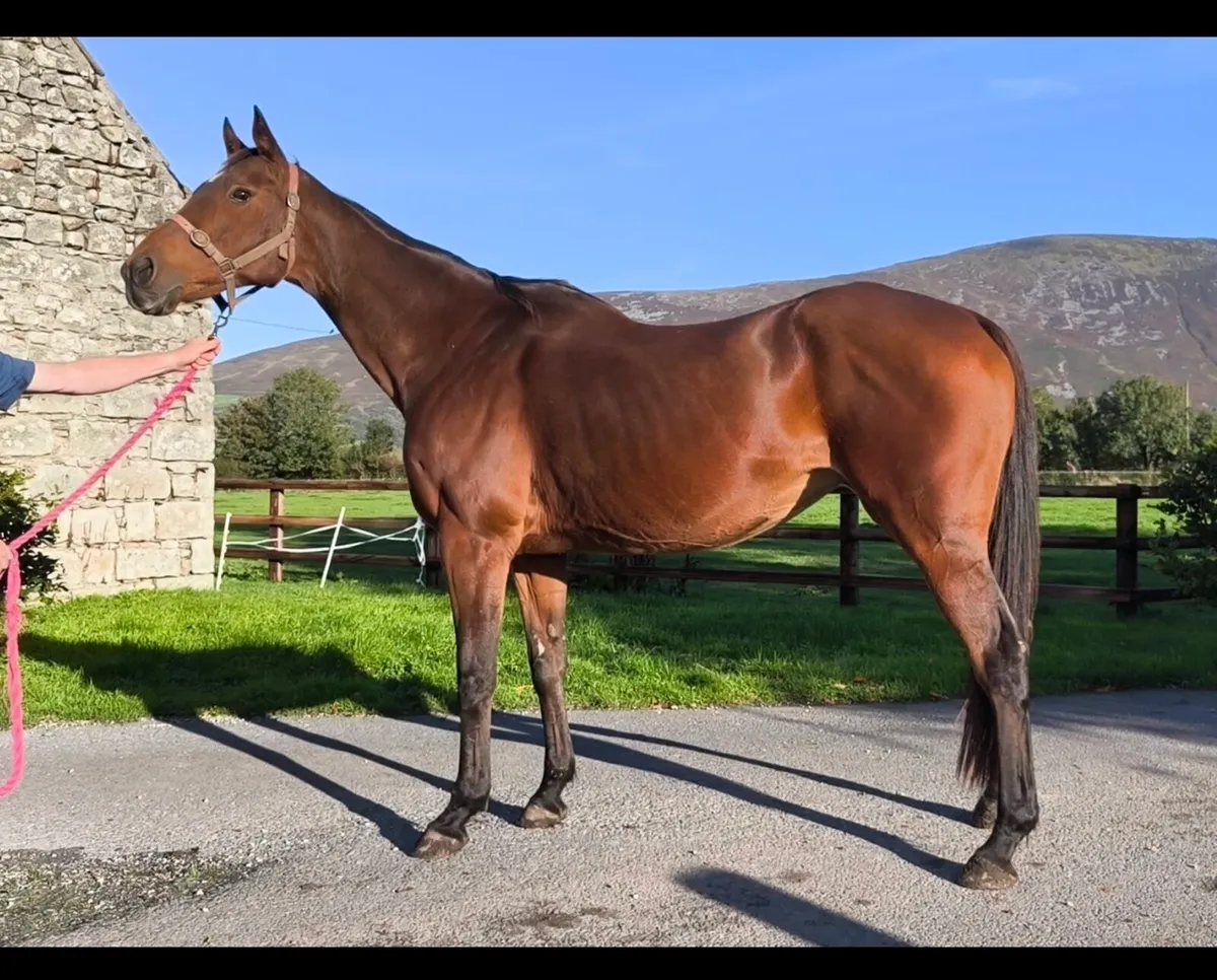 Quality broodmare proven NH family - Image 2