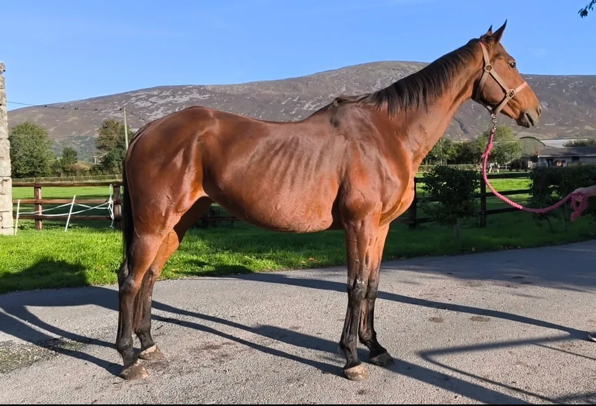 Quality broodmare proven NH family - Image 1