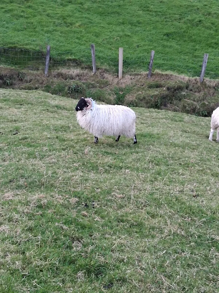 Ram lamb for sale - Image 1