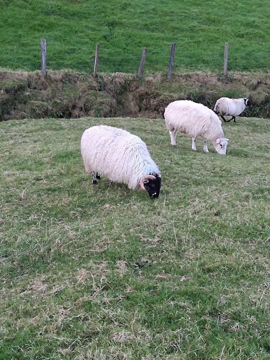 Ram lamb for sale - Image 2