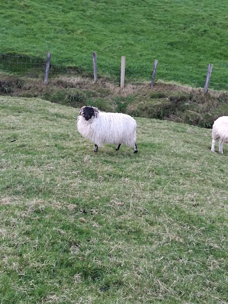 Ram lamb for sale - Image 3