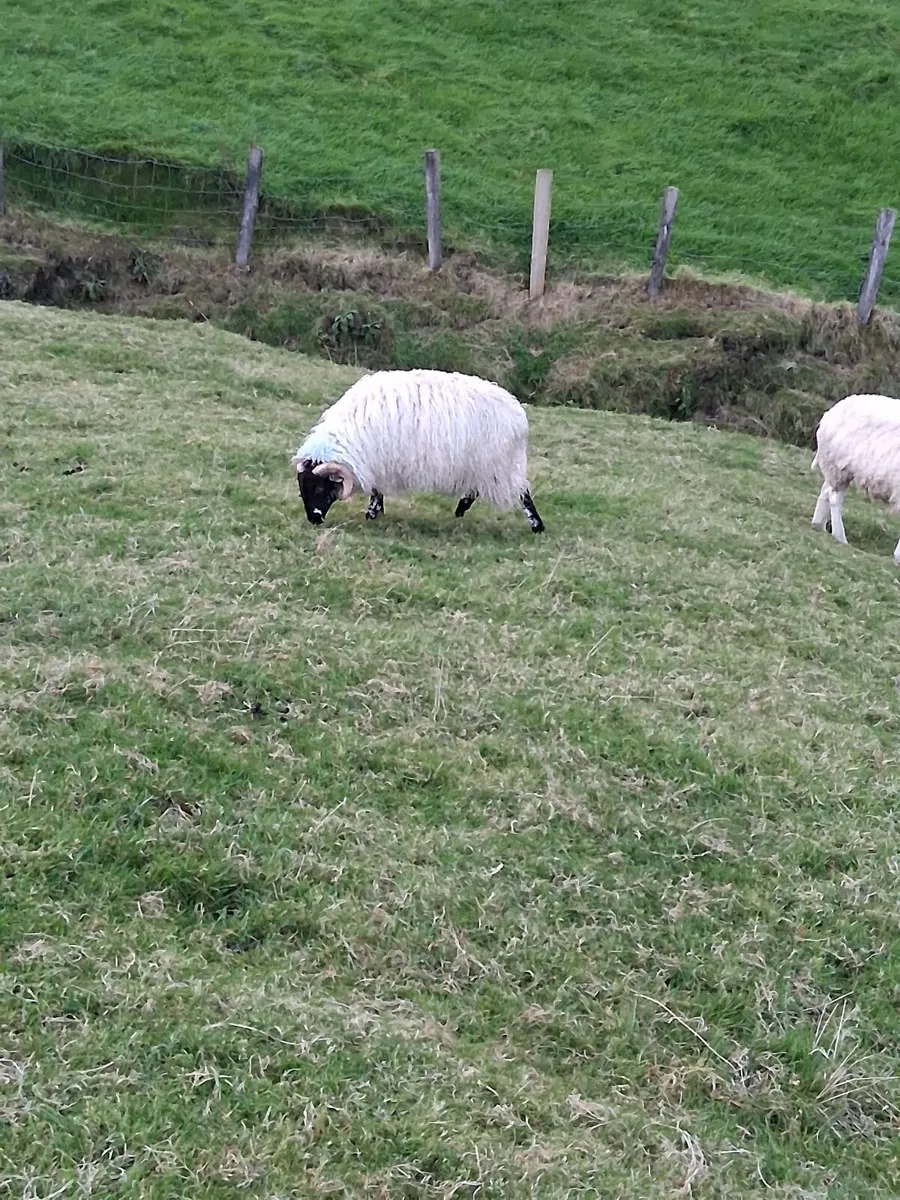 Ram lamb for sale - Image 4