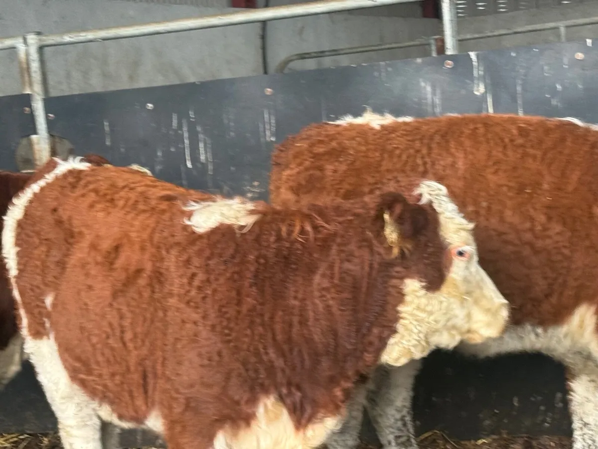 3 SUPER SUCKLER RED HEREFORD HEIFERS ( 250 KGS) - Image 2
