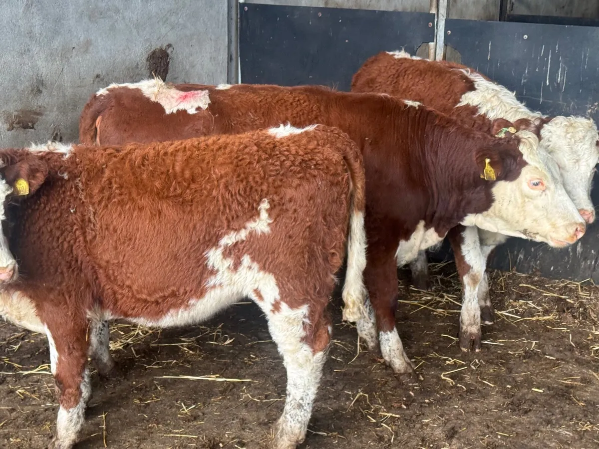 3 SUPER SUCKLER RED HEREFORD HEIFERS ( 250 KGS) - Image 3