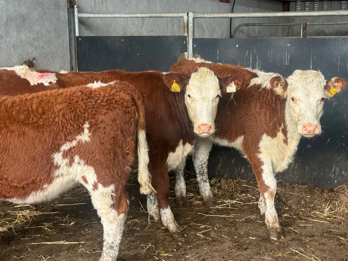 3 SUPER SUCKLER RED HEREFORD HEIFERS ( 250 KGS) - Image 4